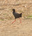/album/photogallery/black-crake-jpg/